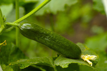 Cucumber