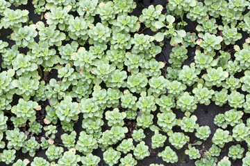 Green grass on the ground