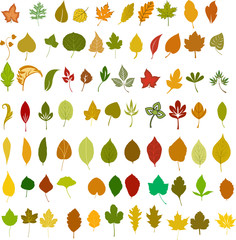Leaves - vector