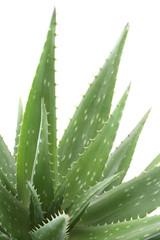 aloe