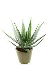 aloe