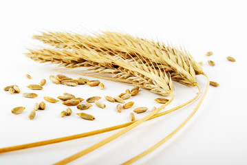 wheat ears and grains