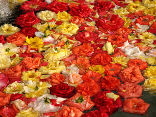Obraz na płótnie Canvas Sea of Roses