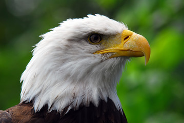 Bald eagle