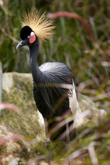 Black Crowned Crane