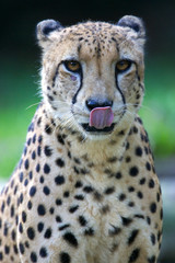 King Cheetah