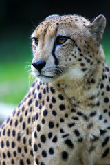 King Cheetah