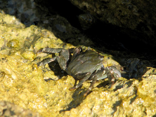 Crab