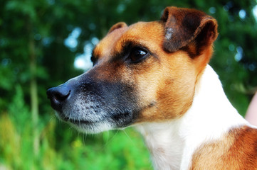 jack russel
