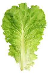 lettuce leaf