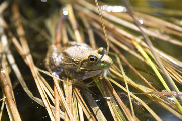 frog