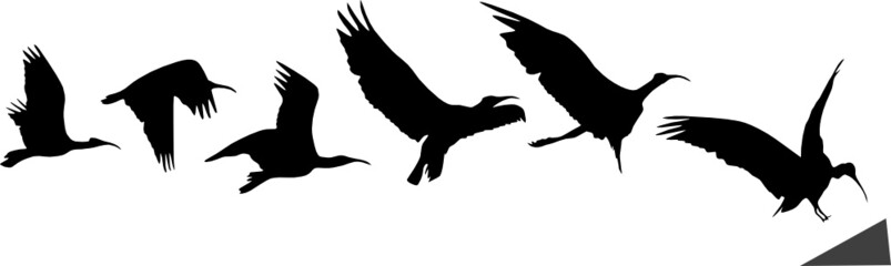 Bird flight and landing (silhouettes) - obrazy, fototapety, plakaty