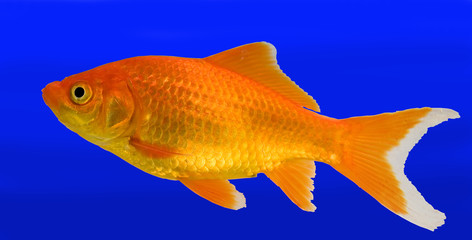 goldfish