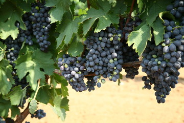 Grapes of wine 1