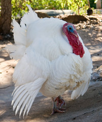 turkey 