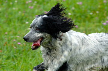 cane che corre