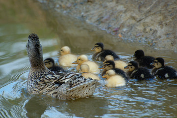 famigliola di anatre