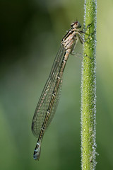 Dragonfly in morning's dew