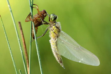  Libellula quadrimaculata juvenile