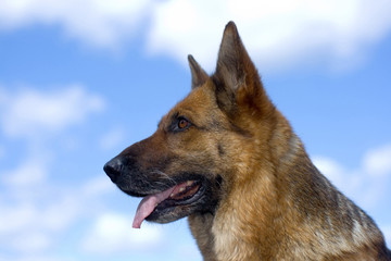 shepherd`s head