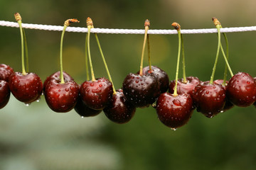 Row of tasty cherries