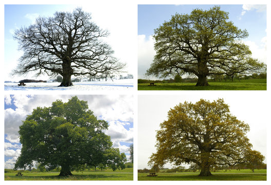 4 saisons
