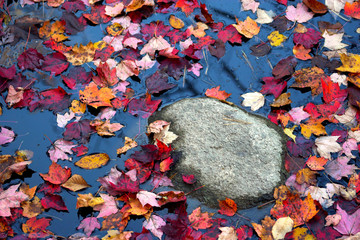 Stone in the pond with fall foliage