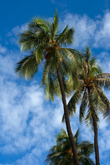 Fototapeta na wymiar Palm trees and blue sky with white clouds behind