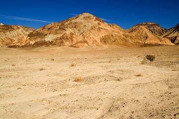 Lonely bush in the desert