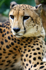 King Cheetah