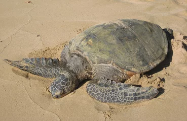Photo sur Plexiglas Tortue Green sea turtle