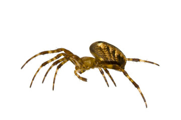 Spider close-up on white background