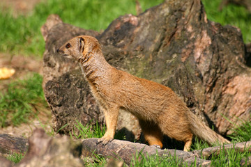 suricate