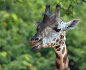Naklejka na ściany i meble Giraffe (Giraffa camelopardalis) 
