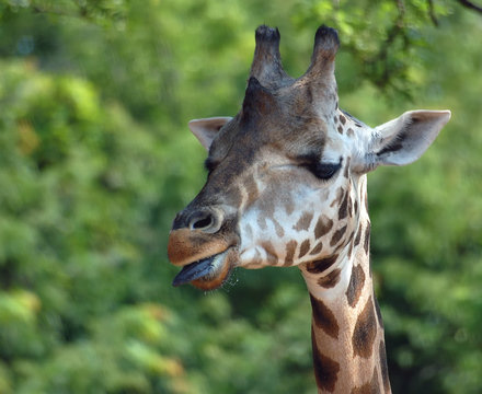 Giraffe (Giraffa camelopardalis) 