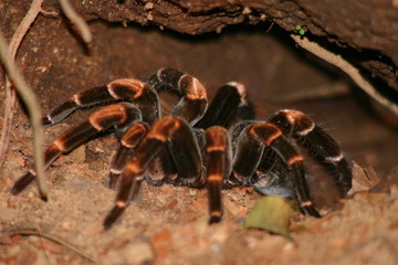Tarantula
