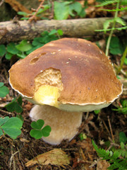 Cep