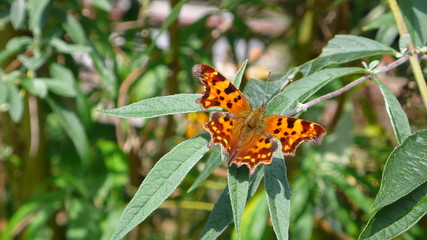 Schmetterling