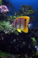 Fototapeta na wymiar Colourful Sixspine butterflyfish floats in an aquarium