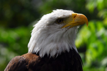 Bald eagle