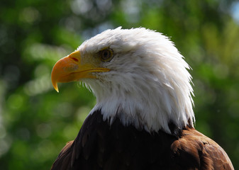 Bald eagle