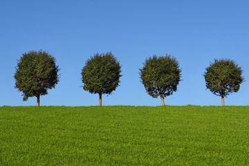 Green fields and trees