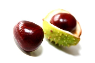 Kastanien