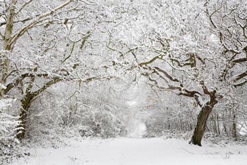 Woodland snow scene
