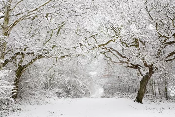 Photo sur Plexiglas Hiver Scène de neige des bois
