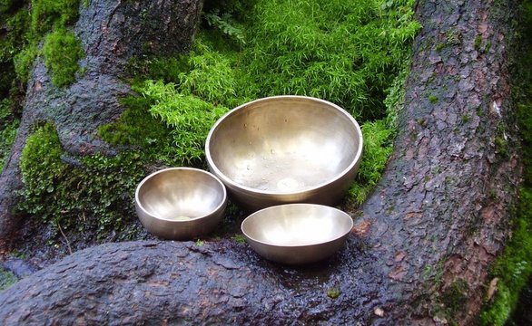 Kl&auml;nge im Wald