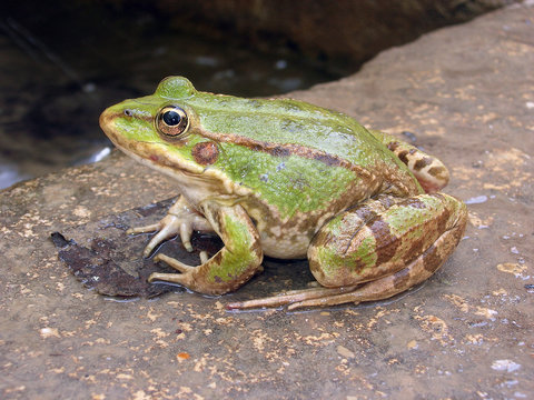 Rana Verde