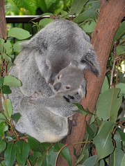 Fototapeta premium Koala Cuddling Baby