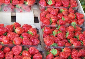 fraises de marché