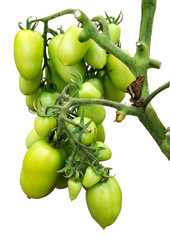 Growth of a tomatoes